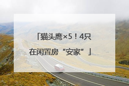 猫头鹰×5！4只在闲置房“安家”