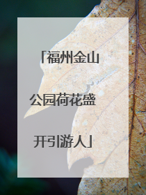 福州金山公园荷花盛开引游人