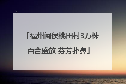 福州闽侯桃田村3万株百合盛放 芬芳扑鼻