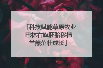 科技赋能草原牧业 巴林右旗胚胎移植羊羔茁壮成长