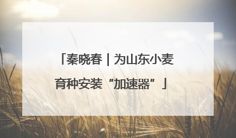秦晓春｜为山东小麦育种安装“加速器”