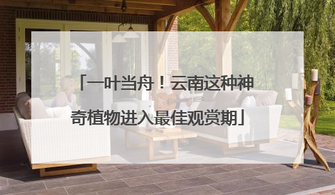 一叶当舟！云南这种神奇植物进入最佳观赏期
