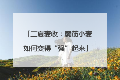 三夏麦收：弱筋小麦如何变得“强”起来