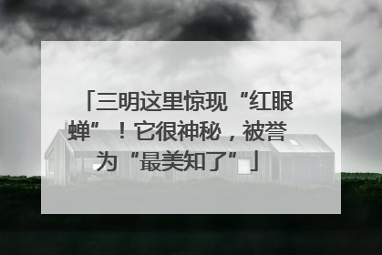 三明这里惊现“红眼蝉”！它很神秘，被誉为“最美知了”