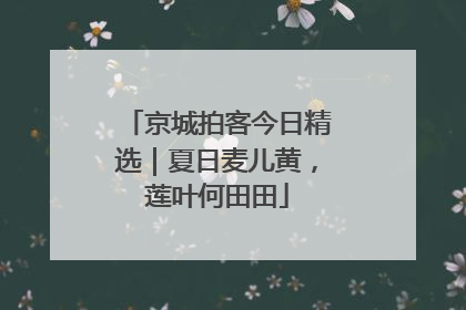 京城拍客今日精选｜夏日麦儿黄，莲叶何田田