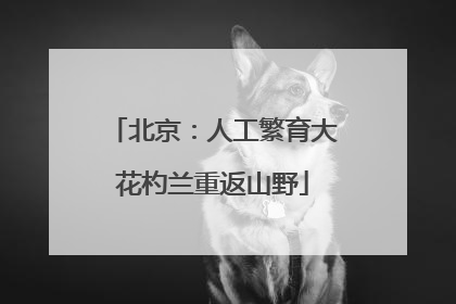 北京：人工繁育大花杓兰重返山野