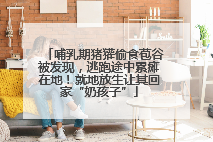 哺乳期猪獾偷食苞谷被发现，逃跑途中累瘫在地！就地放生让其回家“奶孩子”