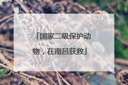 国家二级保护动物，在南昌获救