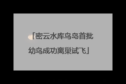 密云水库鸟岛首批幼鸟成功离巢试飞