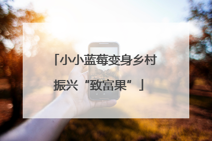 小小蓝莓变身乡村振兴“致富果”