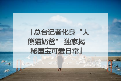 总台记者化身“大熊猫奶爸” 独家揭秘国宝可爱日常