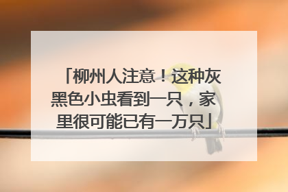 柳州人注意！这种灰黑色小虫看到一只，家里很可能已有一万只