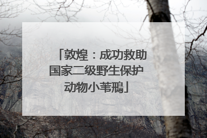 敦煌：成功救助国家二级野生保护动物小苇鳽
