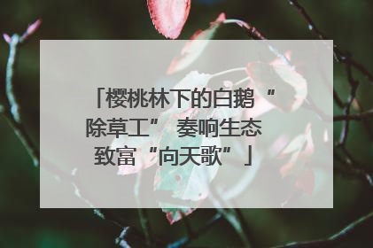 樱桃林下的白鹅“除草工” 奏响生态致富“向天歌”
