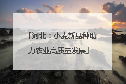 河北：小麦新品种助力农业高质量发展