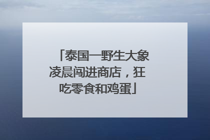 泰国一野生大象凌晨闯进商店，狂吃零食和鸡蛋