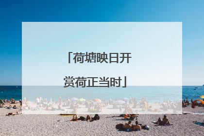 荷塘映日开 赏荷正当时