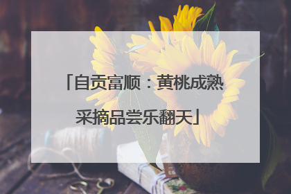 自贡富顺：黄桃成熟 采摘品尝乐翻天