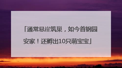 通常悬崖筑巢，如今首钢园安家！还孵出10只萌宝宝