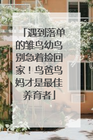 遇到落单的雏鸟幼鸟别急着捡回家！鸟爸鸟妈才是最佳养育者