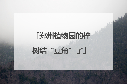 郑州植物园的梓树结“豆角”了