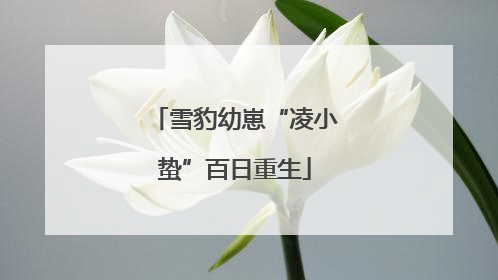 雪豹幼崽“凌小蛰”百日重生