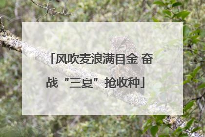 风吹麦浪满目金 奋战“三夏”抢收种