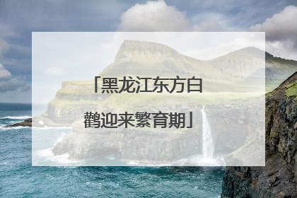 黑龙江东方白鹳迎来繁育期