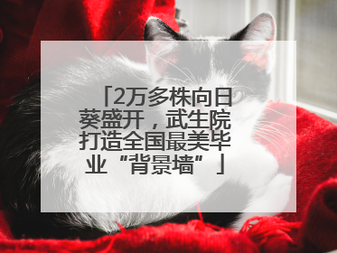 2万多株向日葵盛开，武生院打造全国最美毕业“背景墙”